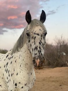 a white and black spotted horse standing on top of a dirt field