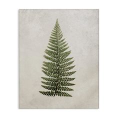 a green fern leaf is shown on a white background, with the image in grey tones