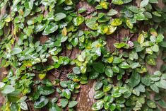 green plants growing on the bark of a tree