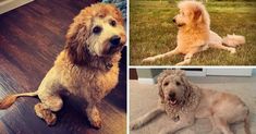 four different pictures of dogs sitting on the floor and one is brown with white fur