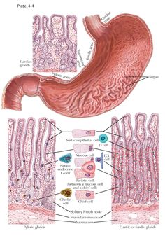 an image of the stomach and its functions