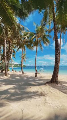 palm trees line the beach on a sunny day