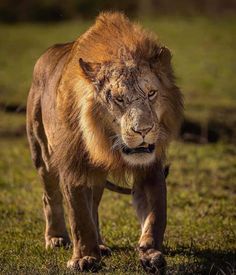 a large lion walking across a lush green field