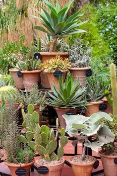 many different types of plants in pots on a table