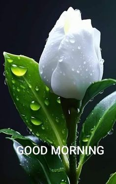 Rainy Good Morning, Good Morning Sister Quotes, Morning Sister, Morning Massage, Good Morning Sun, Good Morning Massage, Good Morning Wishes Gif, Lovely Good Night, Ashok Kumar