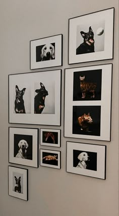 a dog and cat are framed in black and white photos on the wall next to each other