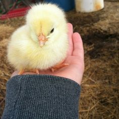 a small yellow chicken sitting on top of someone's hand in front of hay