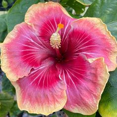 a pink and yellow flower with green leaves