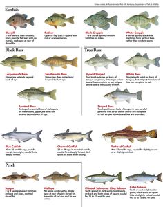 the different types of fish are shown in this chart