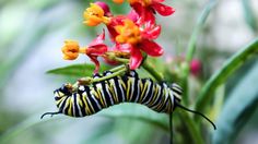 a monarch butterfly caterpillars on an orange and yellow flower in its natural habitat