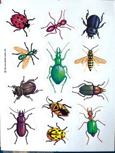 a bunch of bugs that are on top of a piece of paper