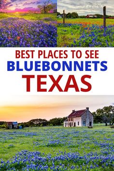 Best places to see bluebonnets Texas including Marble Falls and the bluebonnet house, Brenham, and Fredericksburg bluebonnet fields. Houston Travel, Dallas Travel, Austin Travel, Texas Destinations, Texas Places, Trip Destinations, Usa Travel Guide, States In America, Texas Travel