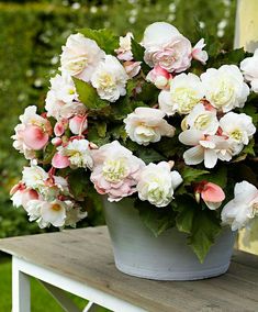 a potted plant with pink and white flowers on a wooden table in the garden