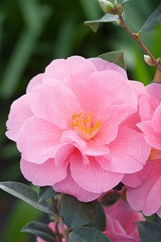 two pink flowers with green leaves in the background