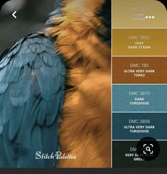 an image of a bird with different colors