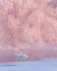 two swans swimming in the water near snow covered trees