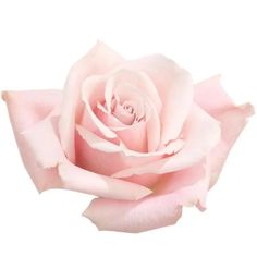 Rose Sweet Escimo Classic Bridal Bouquet, Rose Reference, Cymbidium Orchid, Traditional Roses, Pale Pink Roses, Rose Varieties, Light Pink Flowers, Beautiful Farm, Light Pink Rose