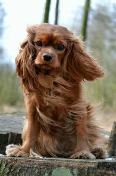 a brown dog sitting on top of a tree stump