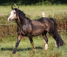 a brown horse walking across a lush green field next to a wooden fence and shrubbery