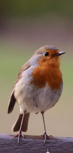 a small bird sitting on top of a wooden rail