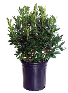 a potted plant with green leaves in it