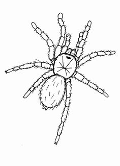 a drawing of a spider on a white background