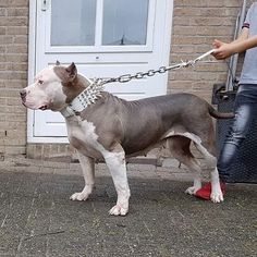 a gray and white dog standing on top of a sidewalk next to a person wearing red shoes