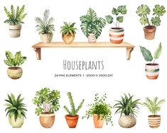 watercolor houseplants set with various plants and potted plants on the shelf