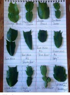 some leaves are shown on top of a notepad with the names of each leaf