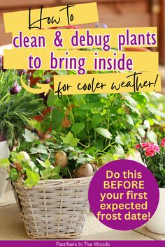 a basket full of plants with the words how to clean & debug plants to bring inside for cooler weather