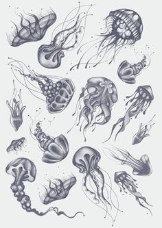 an ink drawing of jellyfishs and other sea creatures in various stages of development