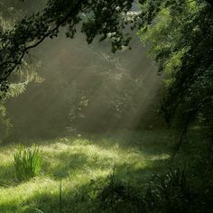 the sun shines through the trees and grass