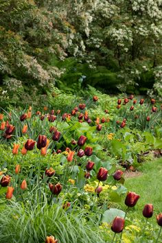 many red and yellow flowers are in the grass near some green plants, with trees in the background