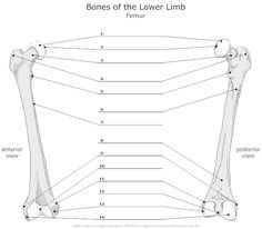 the bones of the lower limbs and lower limbs are labeled in this diagram, which shows the