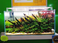 a fish tank filled with lots of green plants