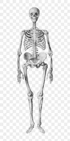 a skeleton standing with its legs crossed in front of the camera, transparent background png