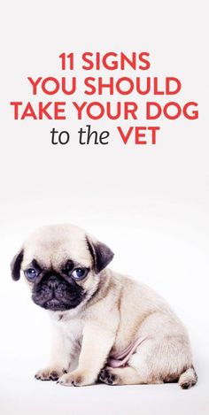 a small pug dog sitting on top of a white floor next to the words, 11 signs you should take your dog to the vet