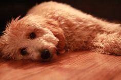 a close up of a dog laying on the floor