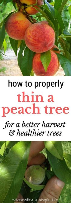 peaches growing on a tree with text overlay how to properly thin a peach tree for a better harvest and healthier trees