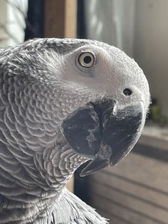 a close up view of a parrot's face and head, with its beak open