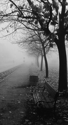 a park bench sitting next to trees on a foggy day