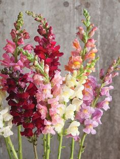 a vase filled with lots of different colored flowers