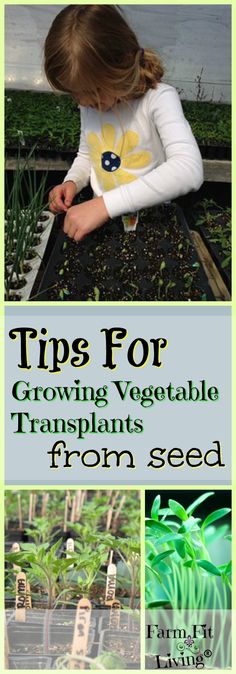 Are you looking for tips for growing vegetable transplants from seed but don't know where to start? This guide gives information plants need to thrive from seed. Includes downloadable printable resources and links to the best supplies to get you started.  via @www.pinterest.com/farmfitliving Activities For 2 Year, Growing Winter Vegetables, Winter Vegetables Gardening, Garden Activities, Winter Vegetables, Indoor Herb Garden