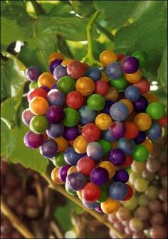 the grapes are colorfully colored and ready to be picked from the tree in the garden