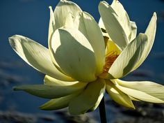 the large yellow flower is blooming in front of blue sky and water behind it