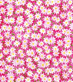 pink and white daisies with yellow centers are on a red background in this image