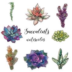 watercolor succulents and other plants on a white background