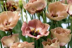 many pink flowers with green stems in the background