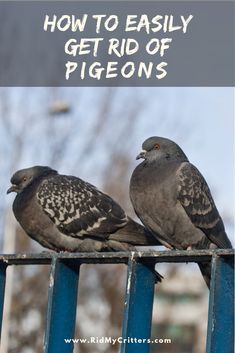 two pigeons sitting on top of a blue fence with the words how to easily get rid of pigeons