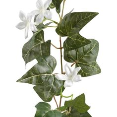 a plant with white flowers and green leaves